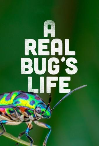 A Real Bug's Life