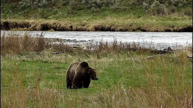 Treating COVID-19 Today, The Lincoln Project, Grizzlies