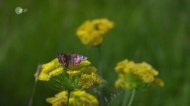 Death of the Small Coppers