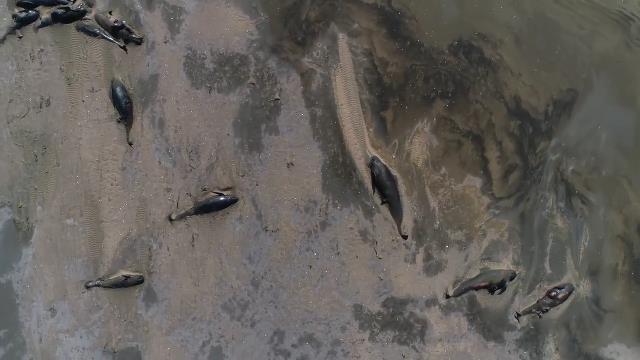 El misterio de las ballenas – Barco fantasma – Los héroes de Irak – Salem, ayer y hoy – Ancestral: Gente de muerte – El crimen de Jódar