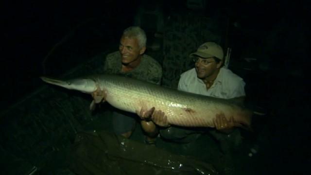 Alligator Gar