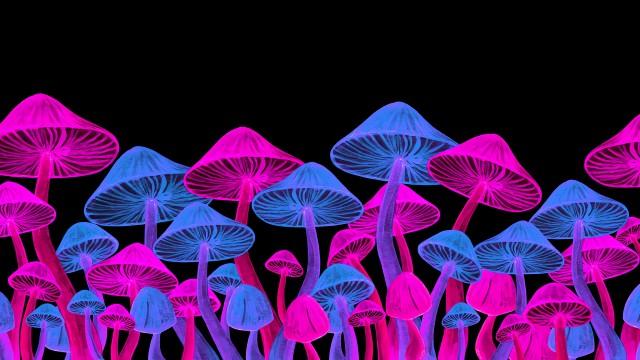 Debate Spin: organ transplants, Alzheimer's and hallucinogens (SciCast #557)