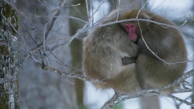 Terres de glace II: les sommets glacés