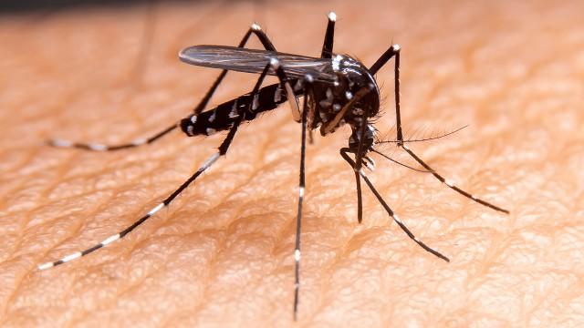 Dengue, Amnesty and Climate Change (SciCast #581)