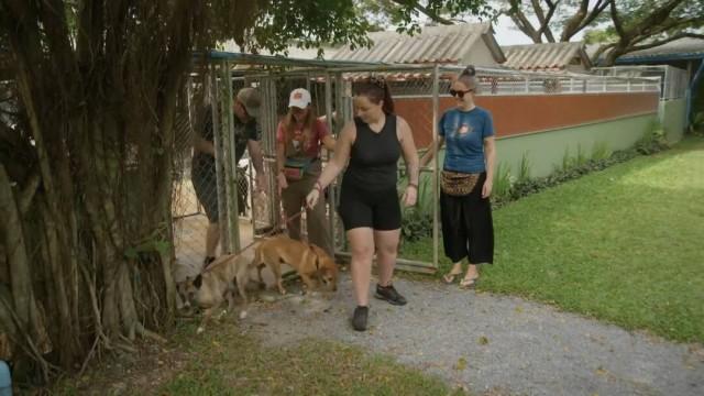 Sauver des animaux domestiques