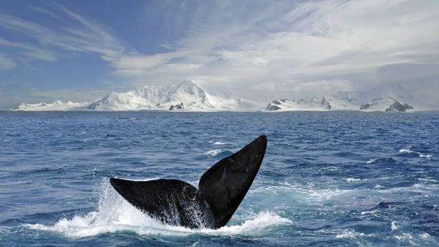 The History of Antarctic Exploration (SciCast #590)