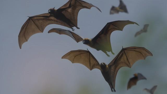 Counterfactual: What if Vampires existed? (SciCast #600)