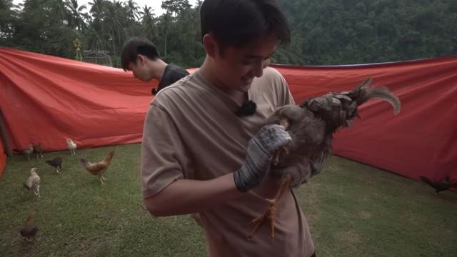 Pabilisan Makahuli ng Chicks (and Chicken)