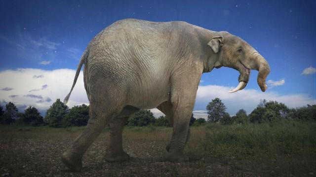 How The Elephant Got Its Trunk