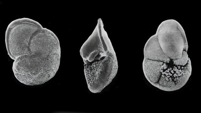 Oceanography and planktonic Foraminifera, with Rita Kujawski (SciCast #620)