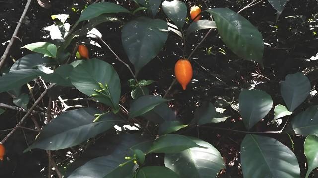 Ibogaine, food prices and can I take my cell phone into the classroom? (SciCast #634)