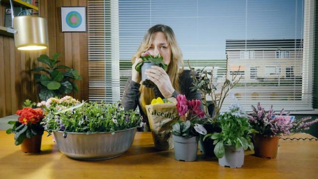 Plant with passport