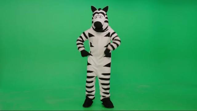 Dancing Zebra Footage