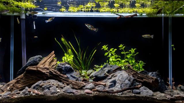 Ornamental Fish and Aquarism (SciCast #643)