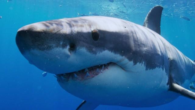 Chum and Get In
