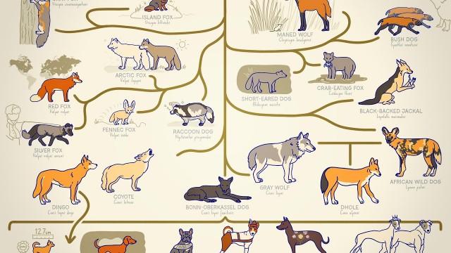 ALL THE DOGS, EXPLAINED