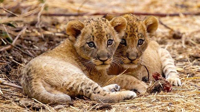The Lions Fall