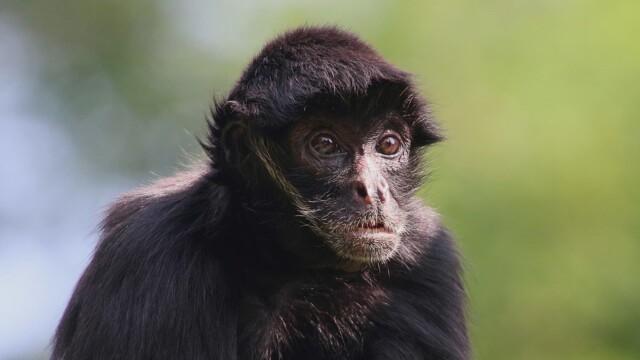 Amazonian Aliens, White Sands UFO Crash, and Vampire Meat