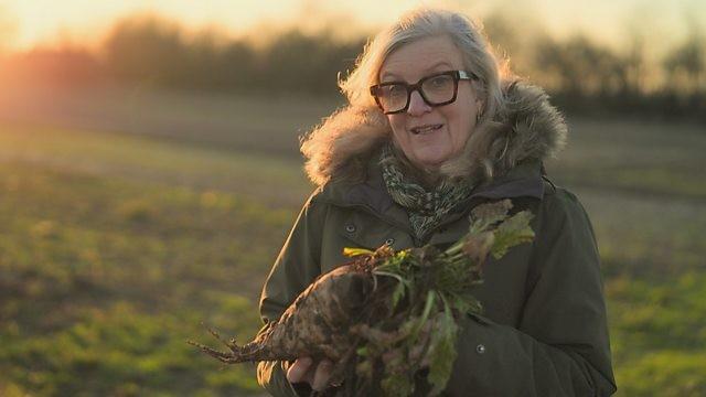 Sugar Beet Harvest