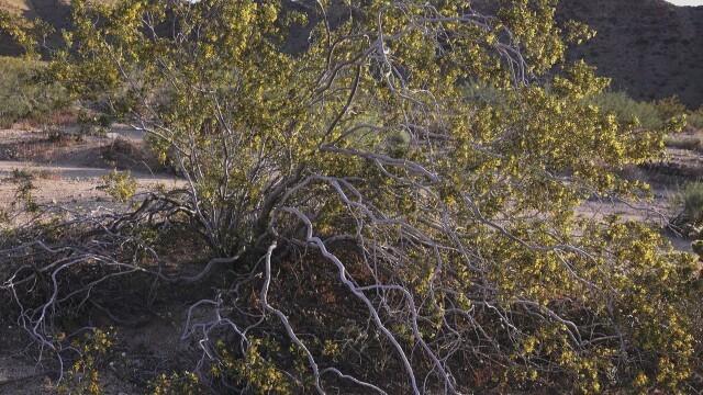 Mexican Goblin, New Mexico Classic UFO, and Half-Human Half-Goat Mystery