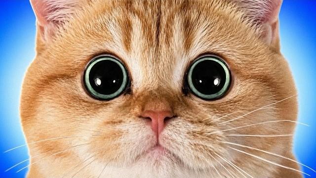 AVOIR UN CHAT