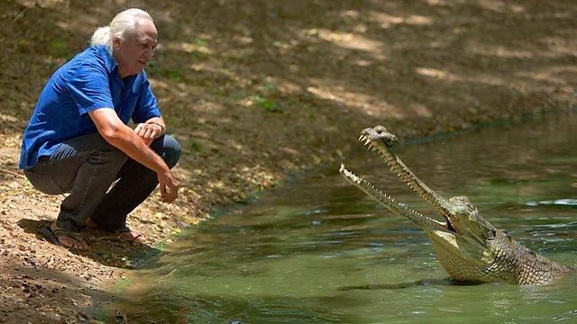 Crocodile Blues