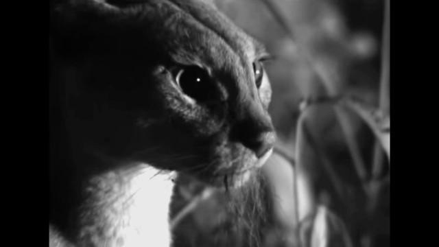 Cats Under the Serengeti Stars