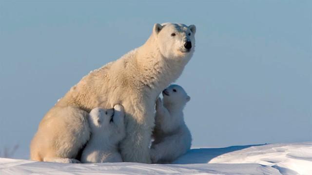 Eisbären können nicht weinen - Die Arktis im Klimawandel