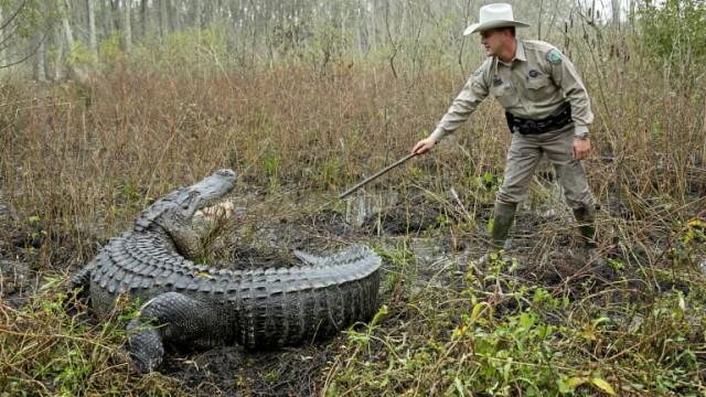 Gator vs Dog