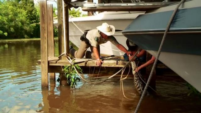 Gator vs. Game Warden