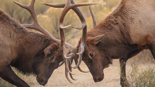 Nature's Wildest Weapons: Horns, Tusks and Antlers