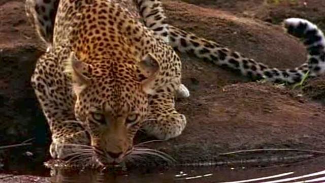 Beauty and the Beasts: A Leopard's Story