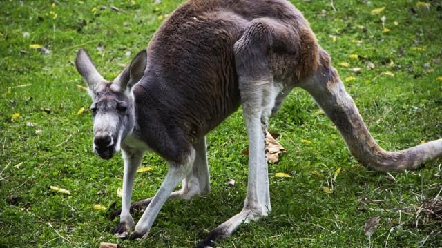 Kangaroo-mance