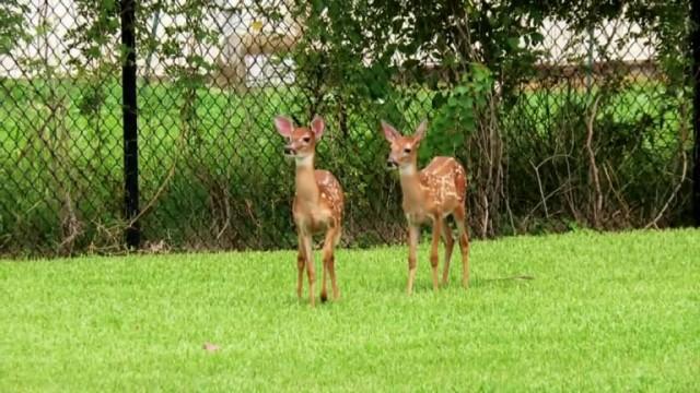 Fawn Stars