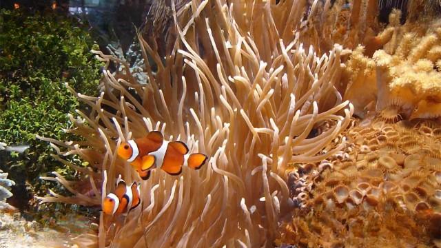 Scicast #34: Oceanografia