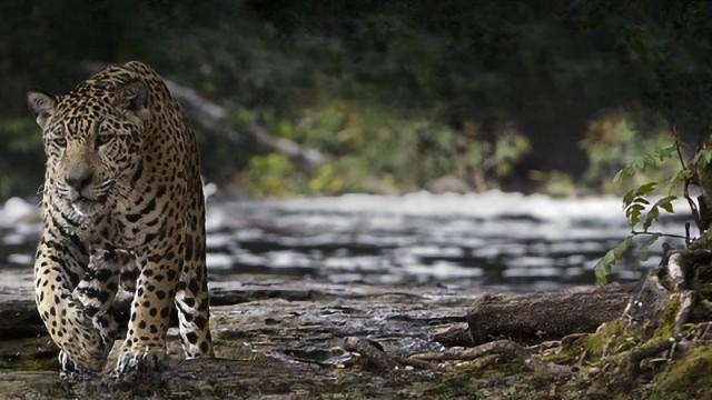 Scicast #146: Amazônia