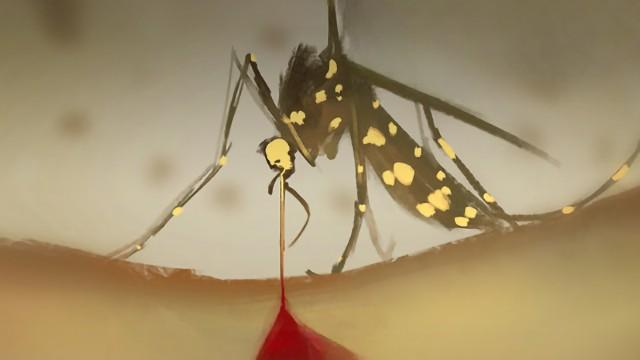 SciCast #285: Zika