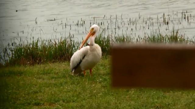 Pelicans and Poachers