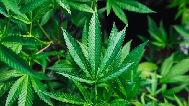 O Assunto #16: Maconha medicinal - quem é beneficiado e quem pode cultivar no Brasil?