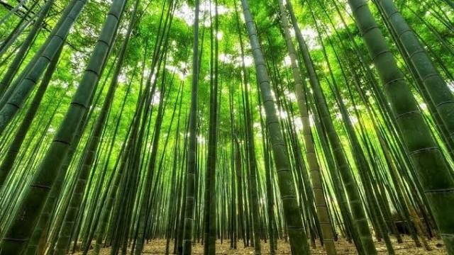 O Assunto #21: A emergência do clima - ainda dá tempo de salvar o planeta?