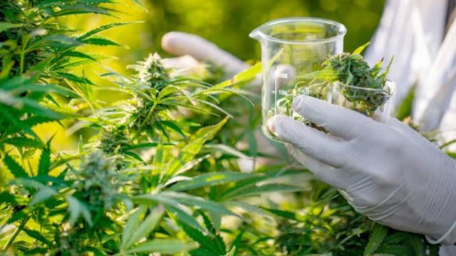 Maconha medicinal - as mudanças após a decisão da Anvisa e o depoimento de quem foi à Justiça para importar e cultivar
