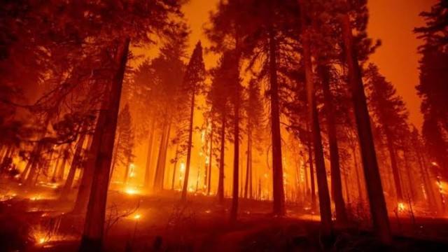 Incêndios florestais: como combater?