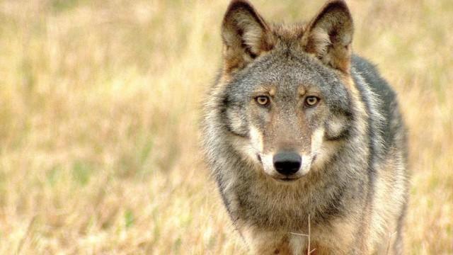 Die Wolfsaga