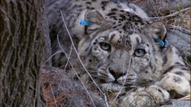 Snow Leopard: Beyond the Myth