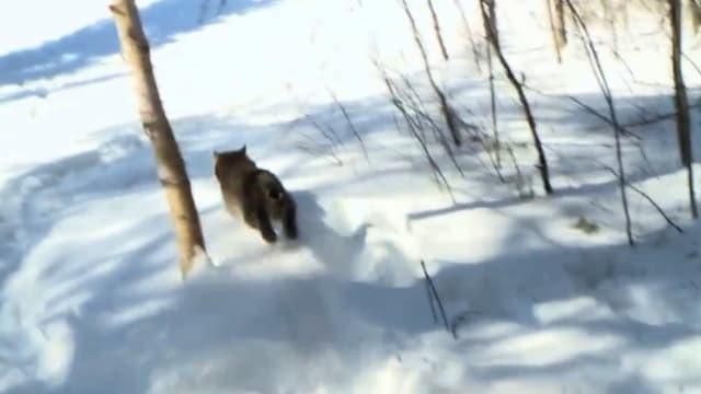 Bobcat on the Loose