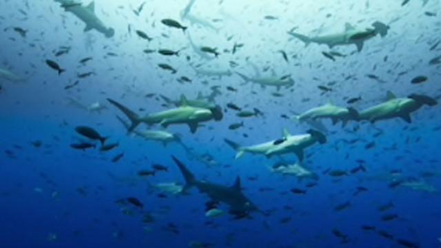 Planète bleue : Le grand bleu