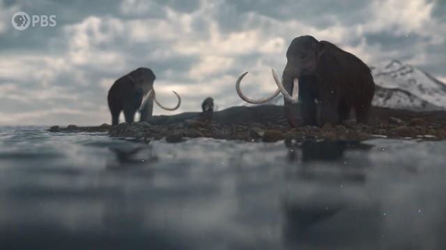 The Island of the Last Surviving Mammoths