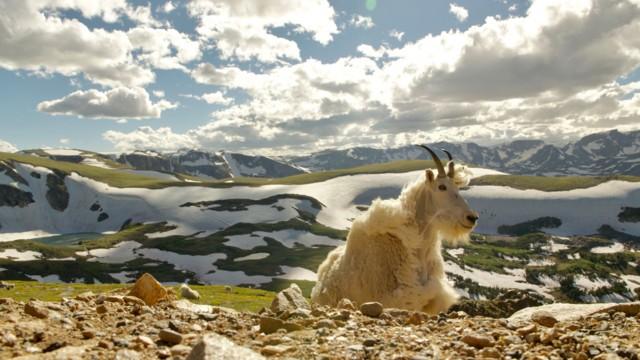 Born in the Rockies: Growing Up