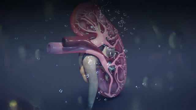 Kidneys (SciCast #446)