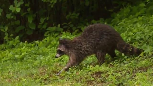 Raccoon Rodeo